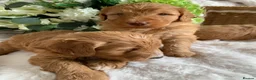 Australian Labradoodle dogs for sale: DNA TESTED AUSTRALIAN LABRADOODLE PUPPIES  - Advert 5