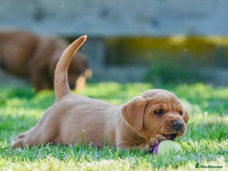 Labrador Retriever dogs - Advert 6