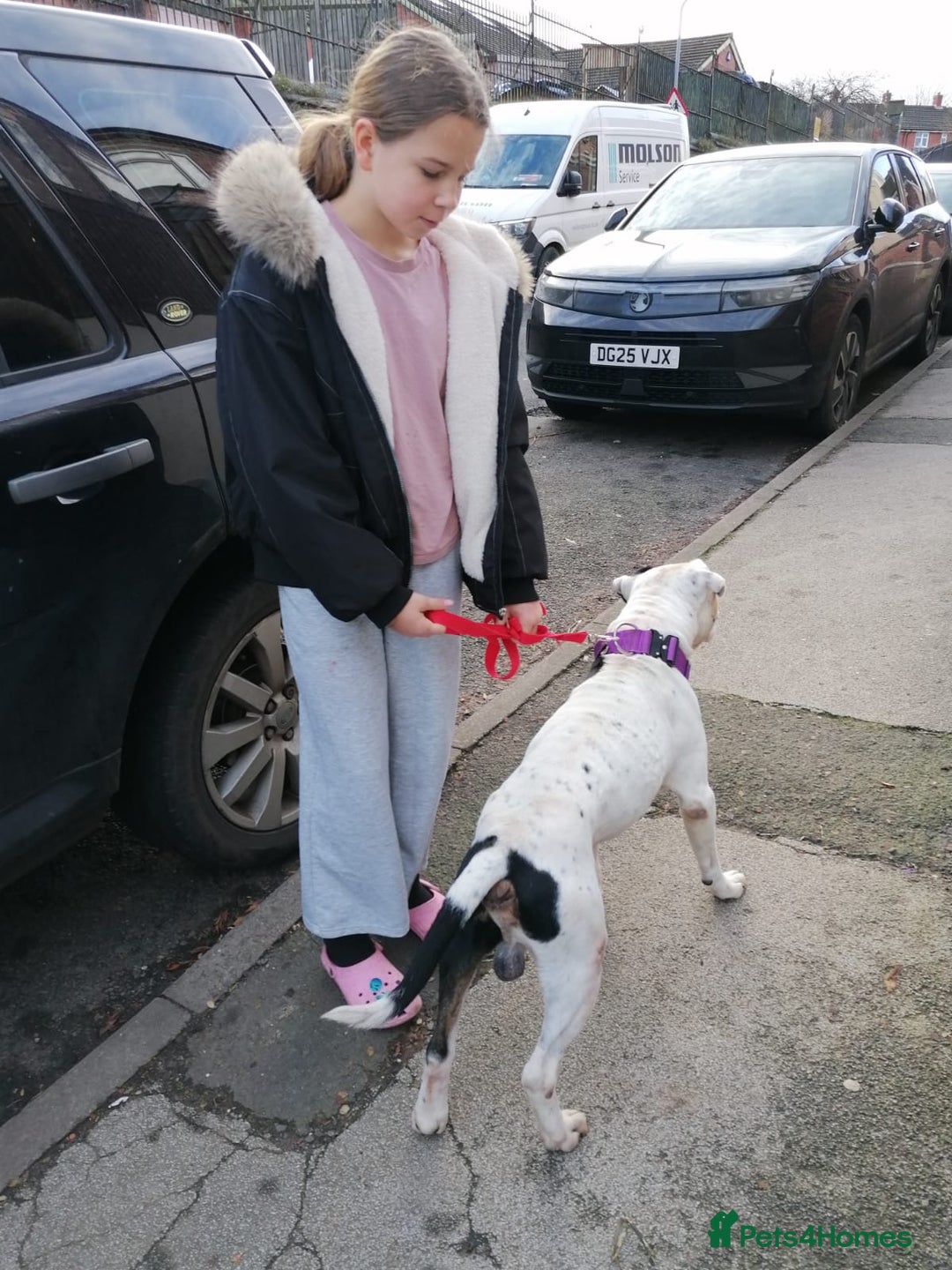 Mixed Breed dogs for adoption: 💙Ghost💙 12 yo rescued from horrific conditions - Advert 9