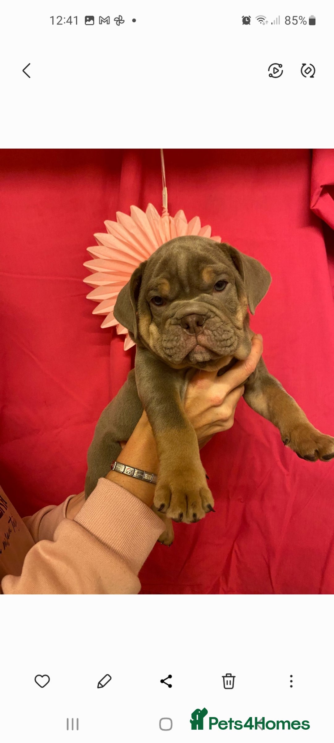 Mixed Breed dogs for sale: F1 olde English bulldog - Advert 12