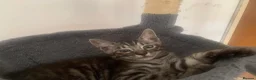 Mixed Breed cats for sale: Savannah x Domestic Black Tom Cat - Advert 23