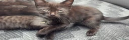Mixed Breed cats for sale: Beautiful fluffy friendly babies - Advert 18