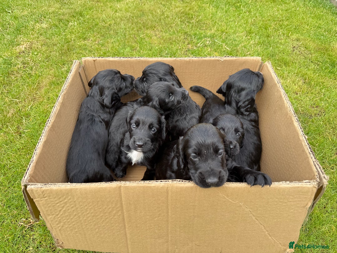 Cocker Spaniel dogs for sale: KC REG Cocker Spaniels - Image 21