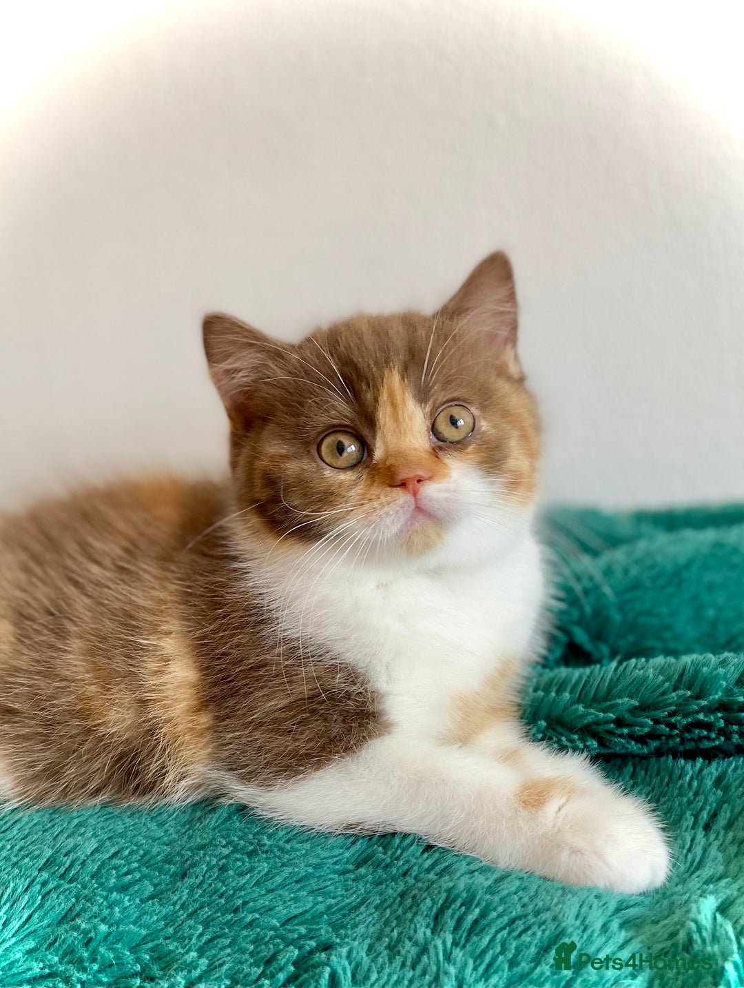 British Shorthair cats for sale: Chunky Champion line kittens TICA reg.  in Cannock - Image 1