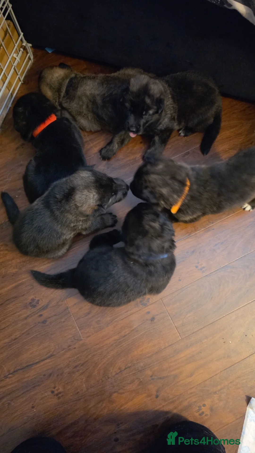 Mixed Breed dogs for sale: Beautiful Shepkita’s for sale😍 - Advert 1