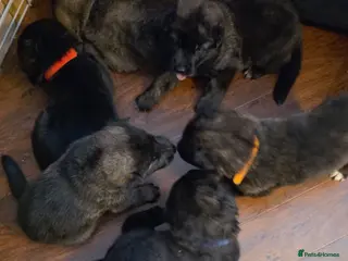 Mixed Breed dogs Beautiful Shepkita’s for sale😍 - Advert 1