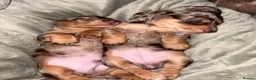 Miniature Dachshund dogs for sale: Miniature Dachshund dapple 1 boy 1 girl  in Skelmersdale - Advert 4