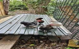 Hens poultry for sale: Pure Breed Bantom Hens - Image 2