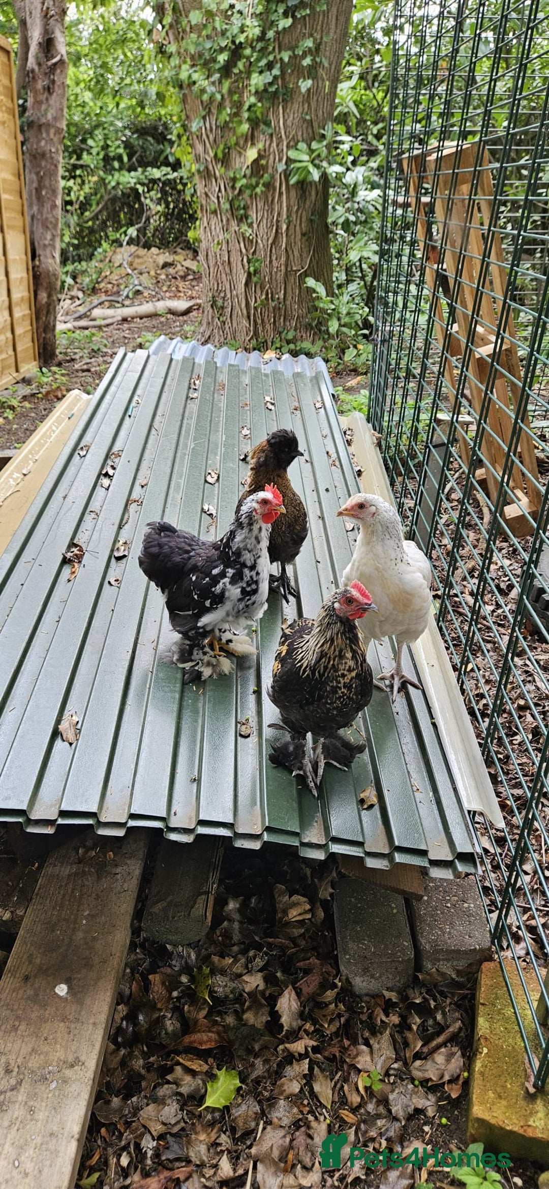 Hens poultry for sale: Pure Breed Bantom Hens - Image 2