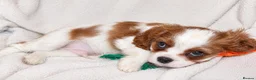 Cavalier King Charles Spaniel dogs for sale: Exceptional Cavalier King Charles Spaniel Puppies in Romsey - Advert 7