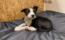 Border Collie dogs for sale: 2 Border Collie Pups for Sale (both bitches)  - Image 13