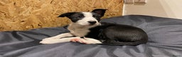 Border Collie dogs for sale: 2 Border Collie Pups for Sale (both bitches)  - Advert 13