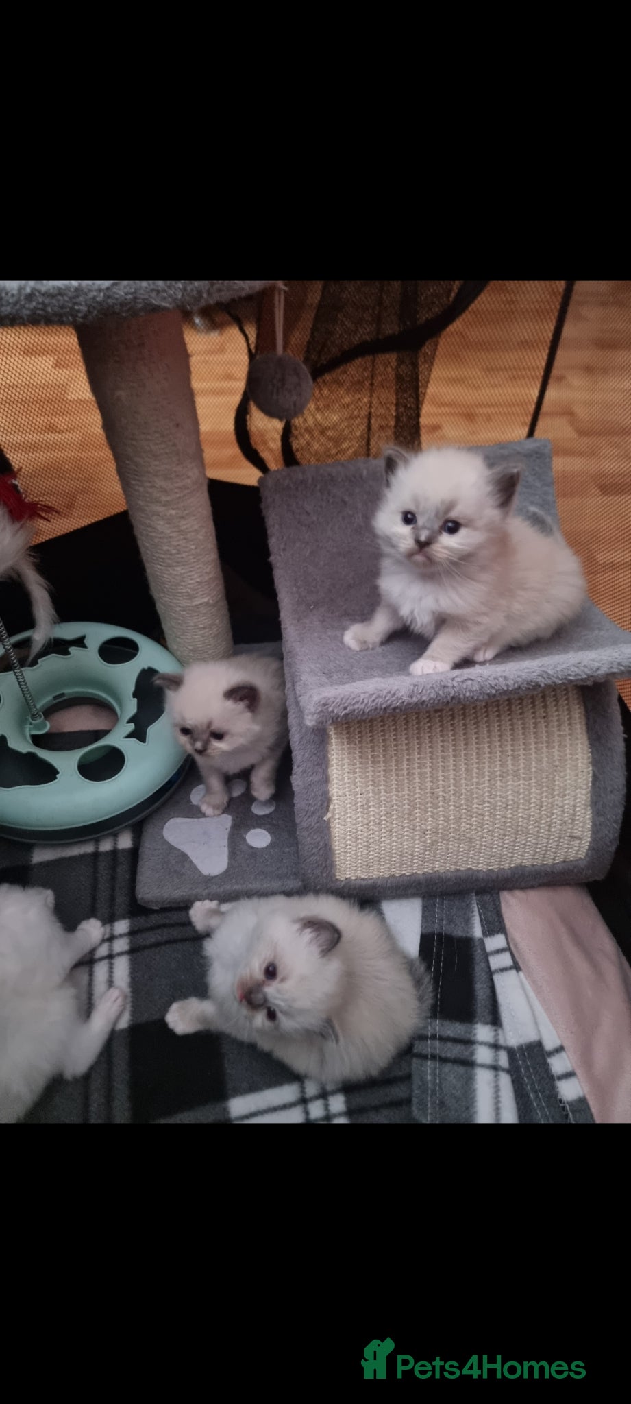 Ragdoll cats for sale: Ragdoll  - Advert 1