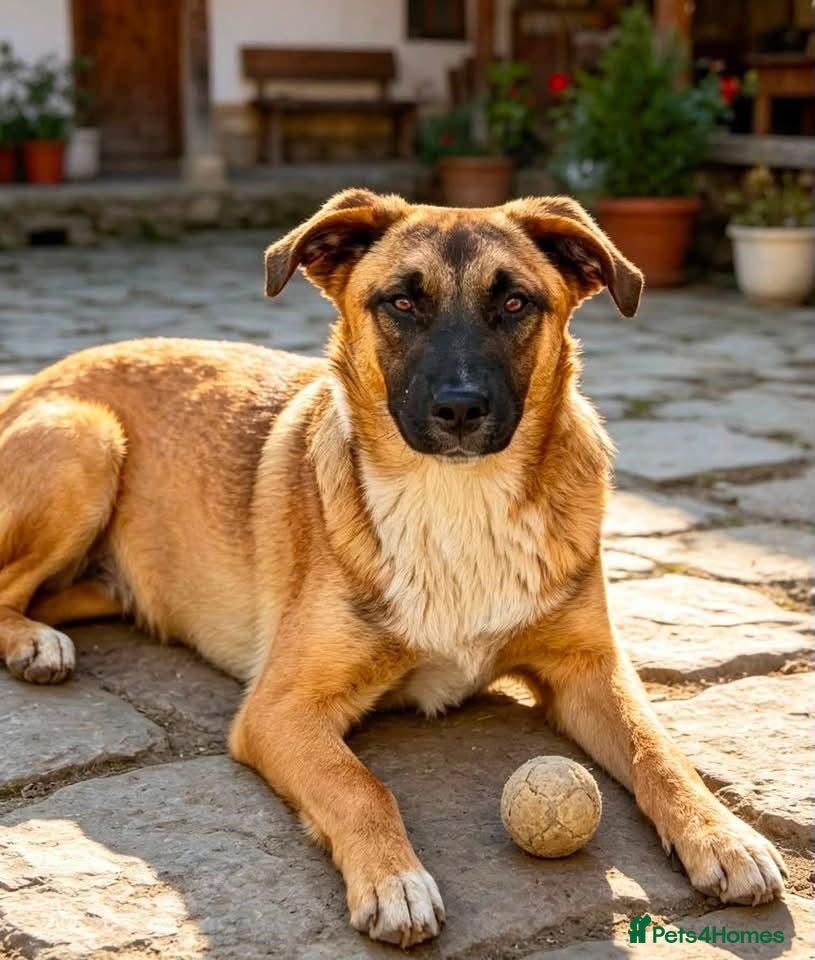 Mixed Breed dogs 🐾🐕💙ROLLO - a Superb Boy for a Loving Home🐕🐾🏡 - Advert 1