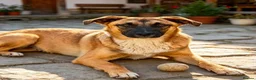 Mixed Breed dogs for adoption: 🐾🐕💙ROLLO - a Superb Boy for a Loving Home🐕🐾🏡 - Advert 1