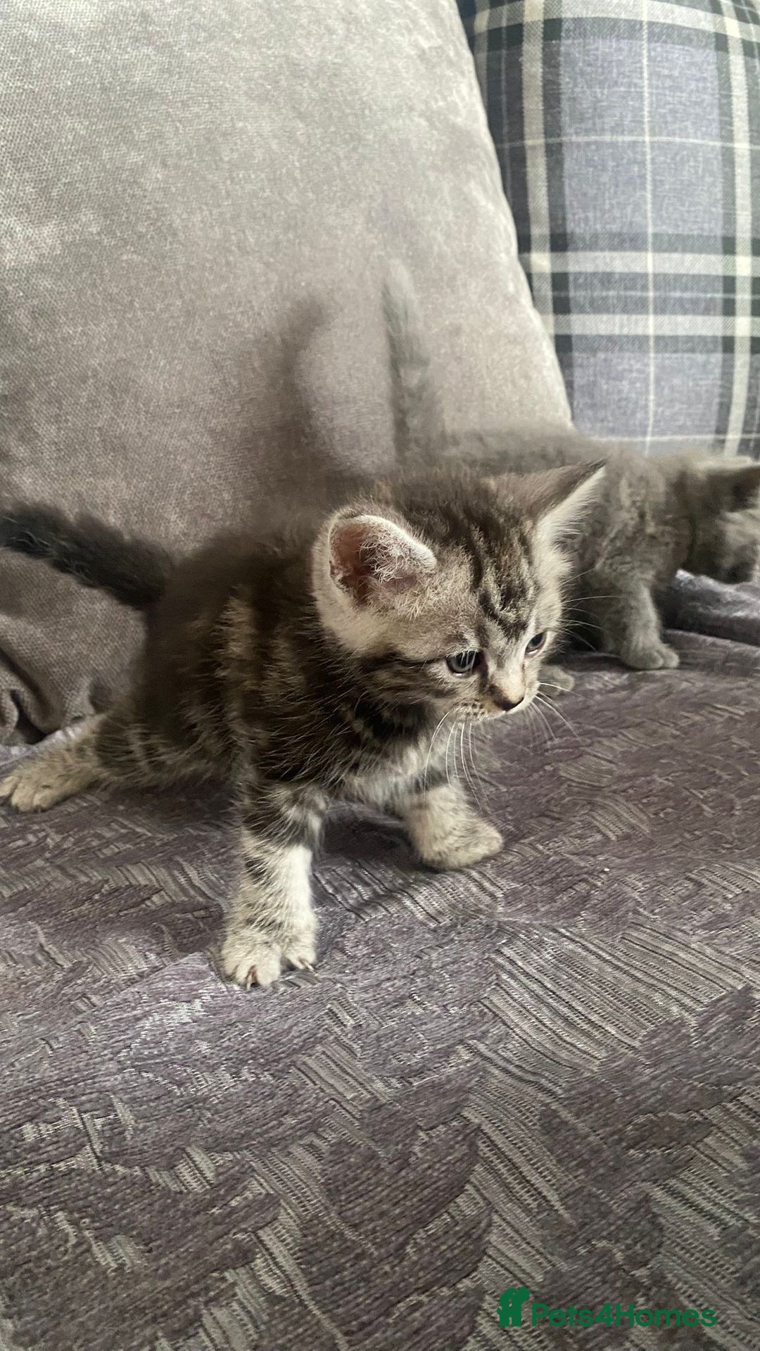 British Shorthair cats for sale:  British short hair kittens  - Image 8