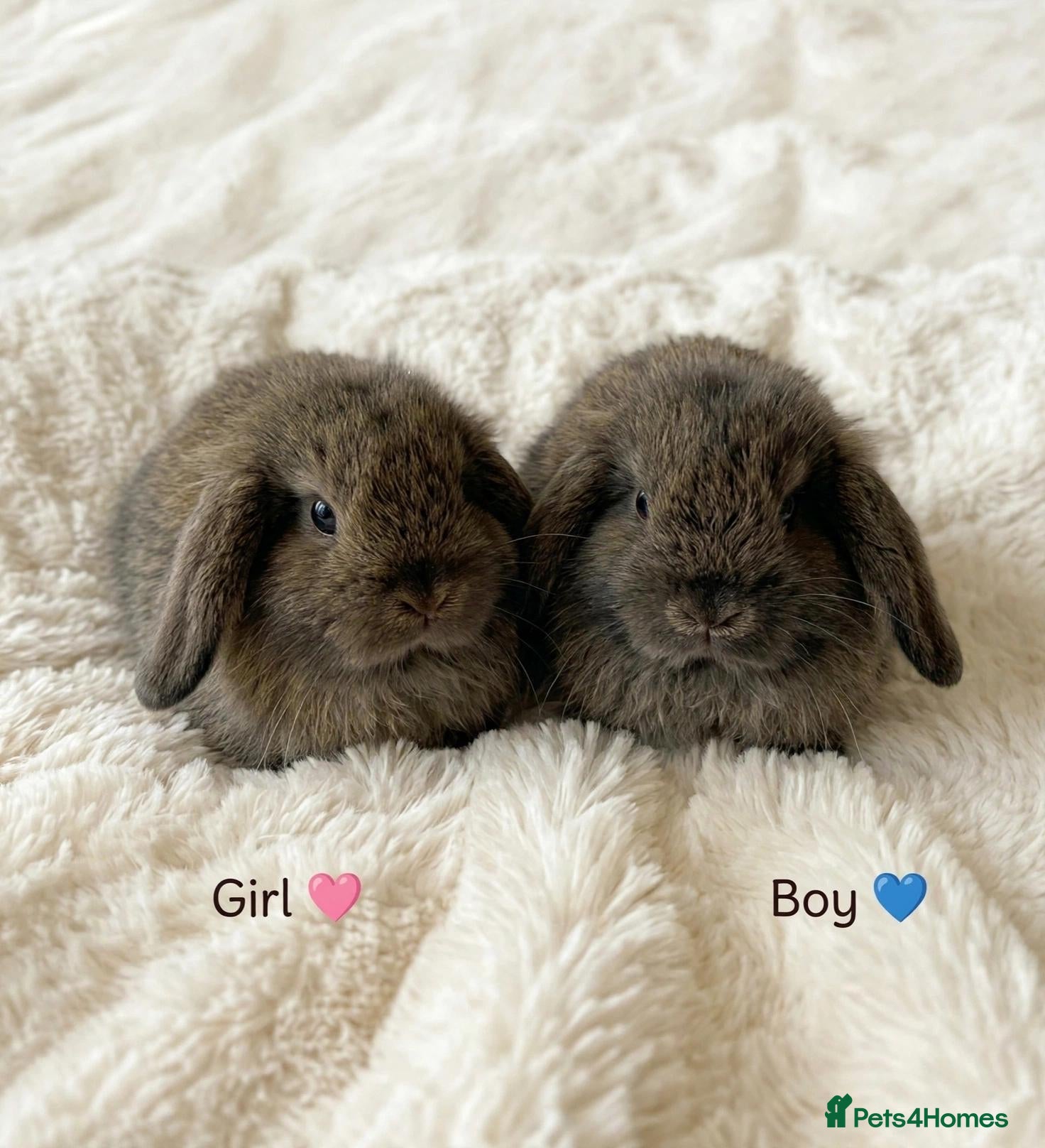Mini Lion Lop rabbits Ready 23rd October  - Advert 1
