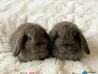 Mini Lion Lop rabbits Ready 23rd October - Advert 1