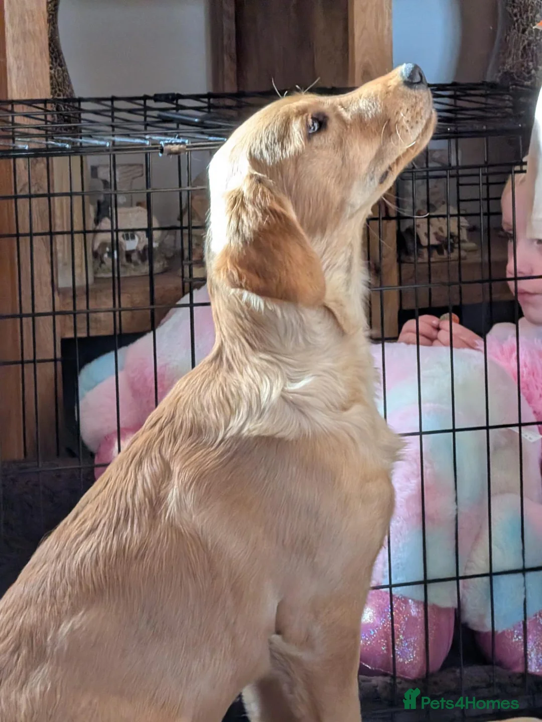 Golden Retriever dogs for sale: KC Golden Retriever  in Fordingbridge - Advert 2