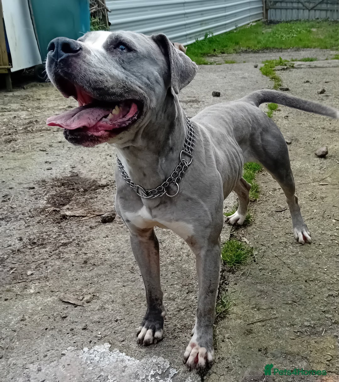 Mixed Breed dogs for sale: Taylors Minidane (Bulldane) Pups Available  - Image 26