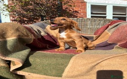Cocker Spaniel dogs for sale: Beautiful Cocker Spaniel Puppies 🖤🧡 - Image 15