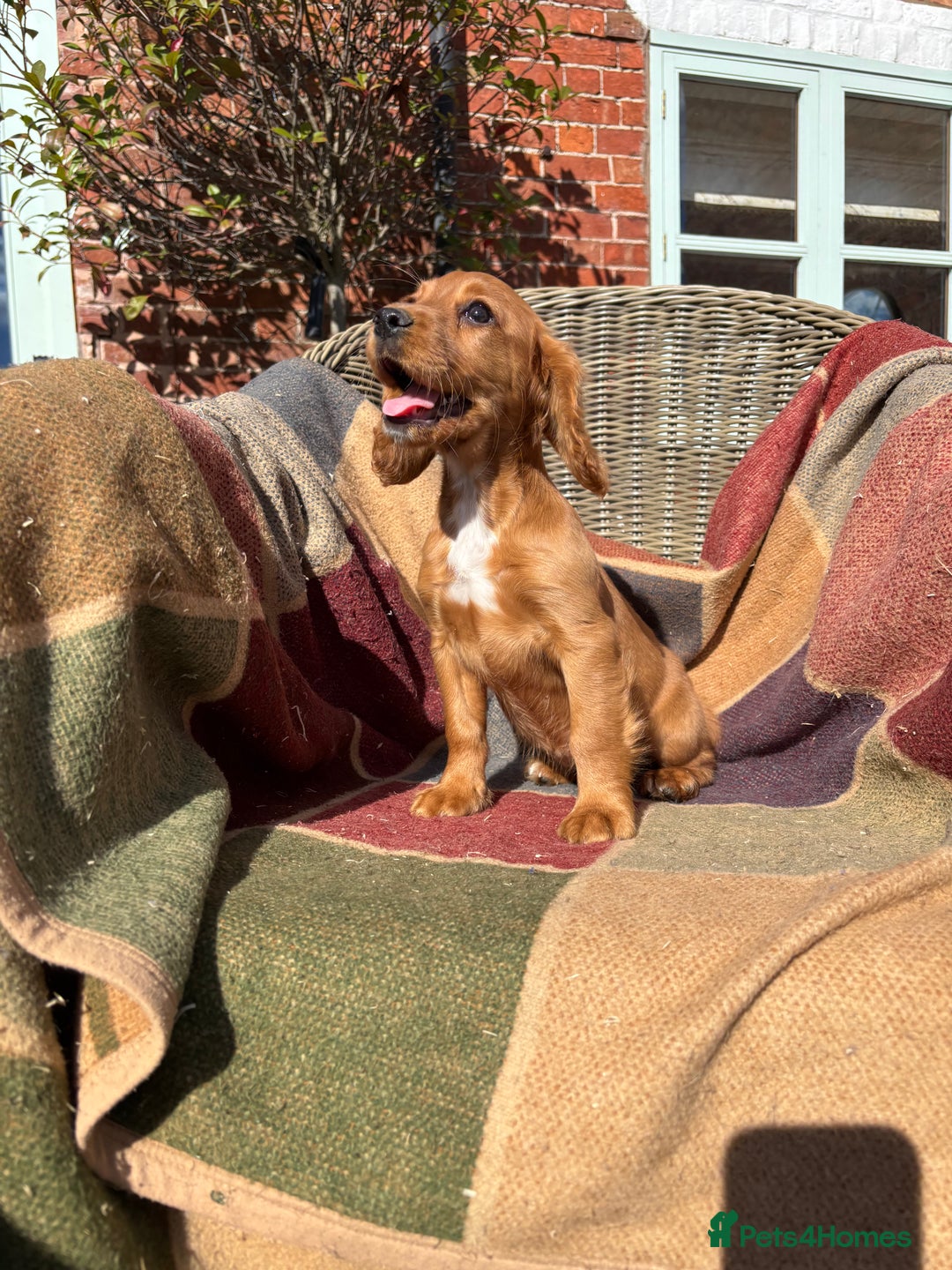 Cocker Spaniel dogs for sale: Beautiful Cocker Spaniel Puppies 🖤🧡 - Image 15