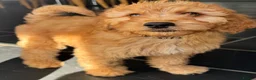 Irish Doodle dogs for sale: F1B Miniature Irishdoodles fully tested parents  - Advert 5