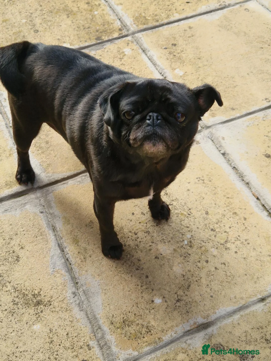 Pug dogs for sale: 4 year old black pug very loving  - Advert 3