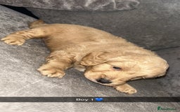 Cockapoo dogs for sale: Cockapoo puppies - Image 4