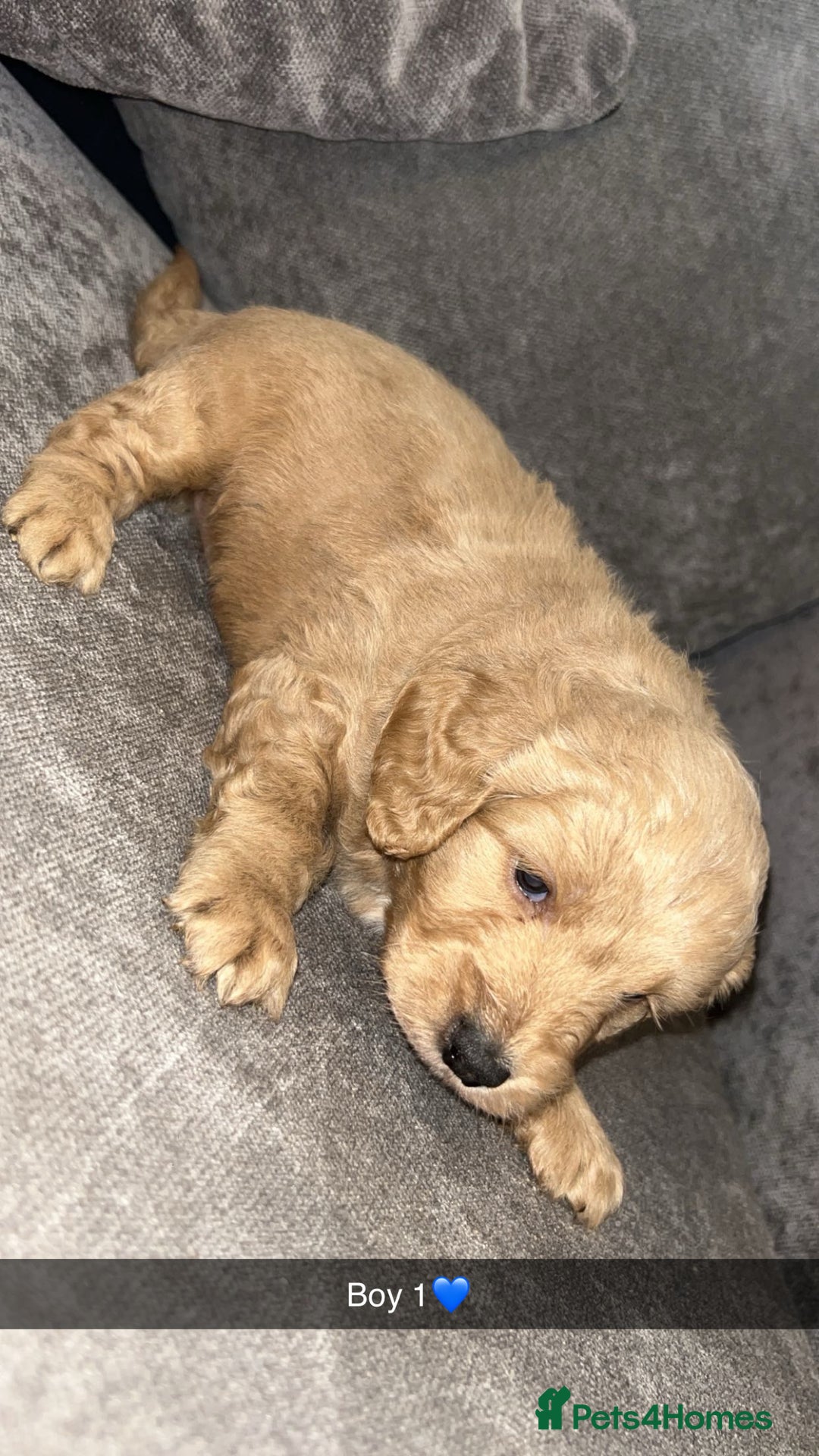 Cockapoo dogs for sale: Cockapoo puppies - Image 4