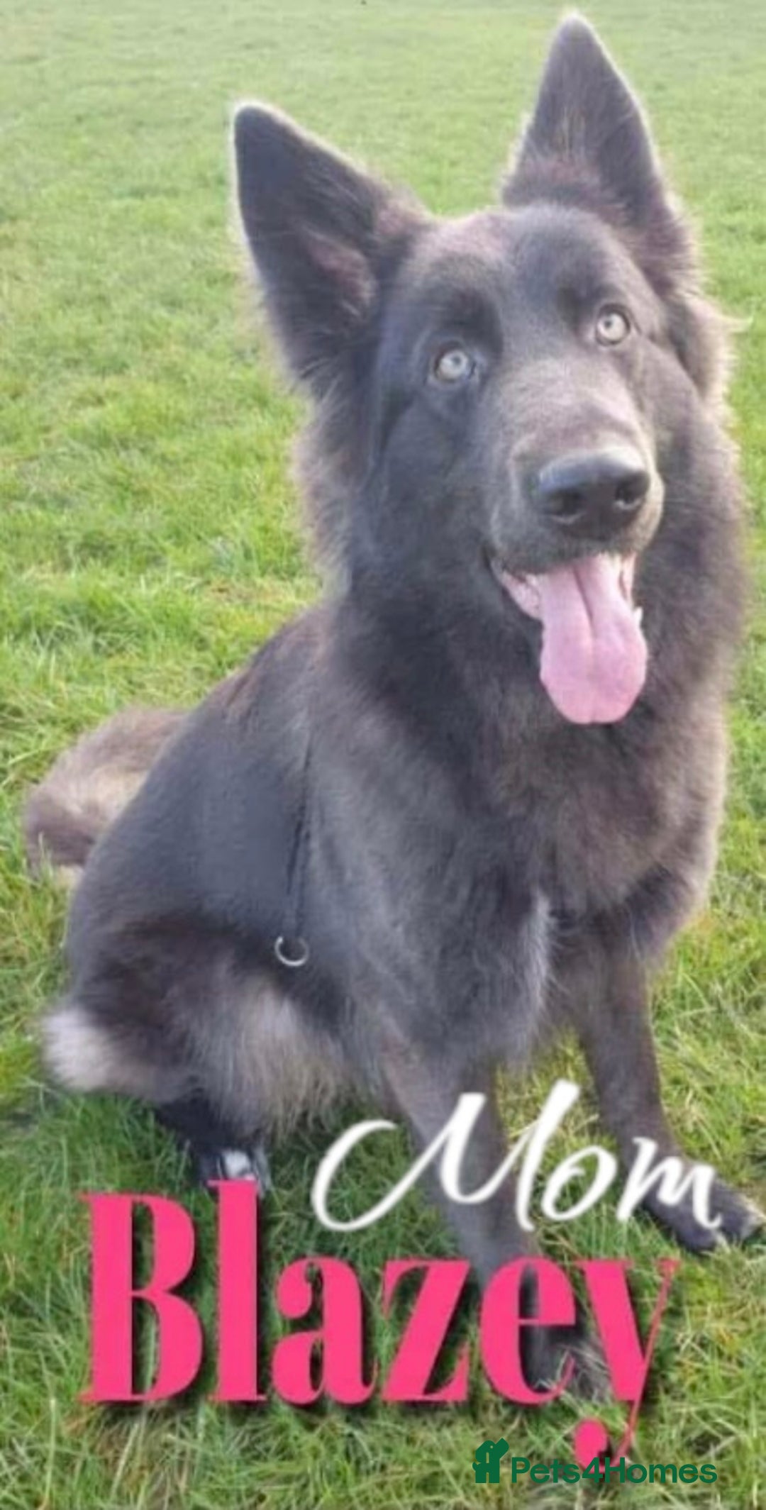German Shepherd dogs for sale: Beautiful GSD boy - Image 4