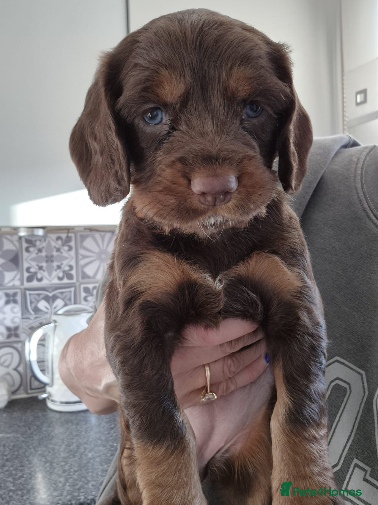 Sprocker dogs Meet your Sprocker puppy. 29/03/26 can go.  - Advert 5