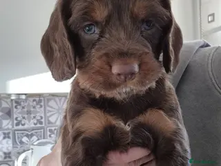 Sprocker dogs Meet your Sprocker puppy. 29/03/26 can go. - Advert 5