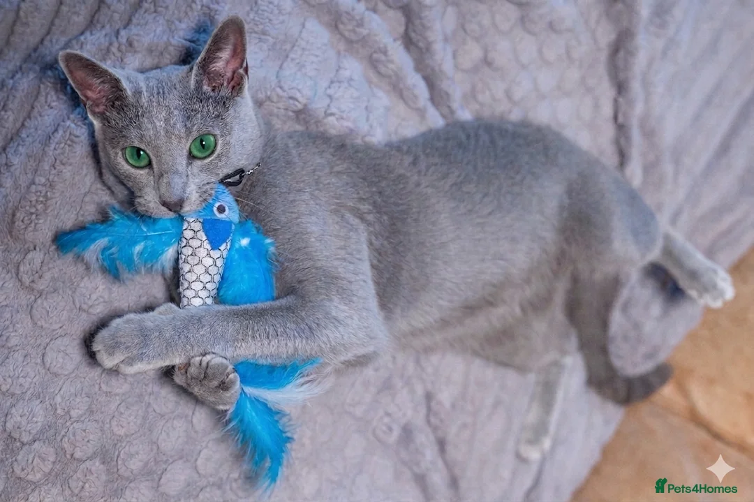 Russian Blue cats for stud: TICA Russian Blue Stud – Genetically Tested - Advert 2