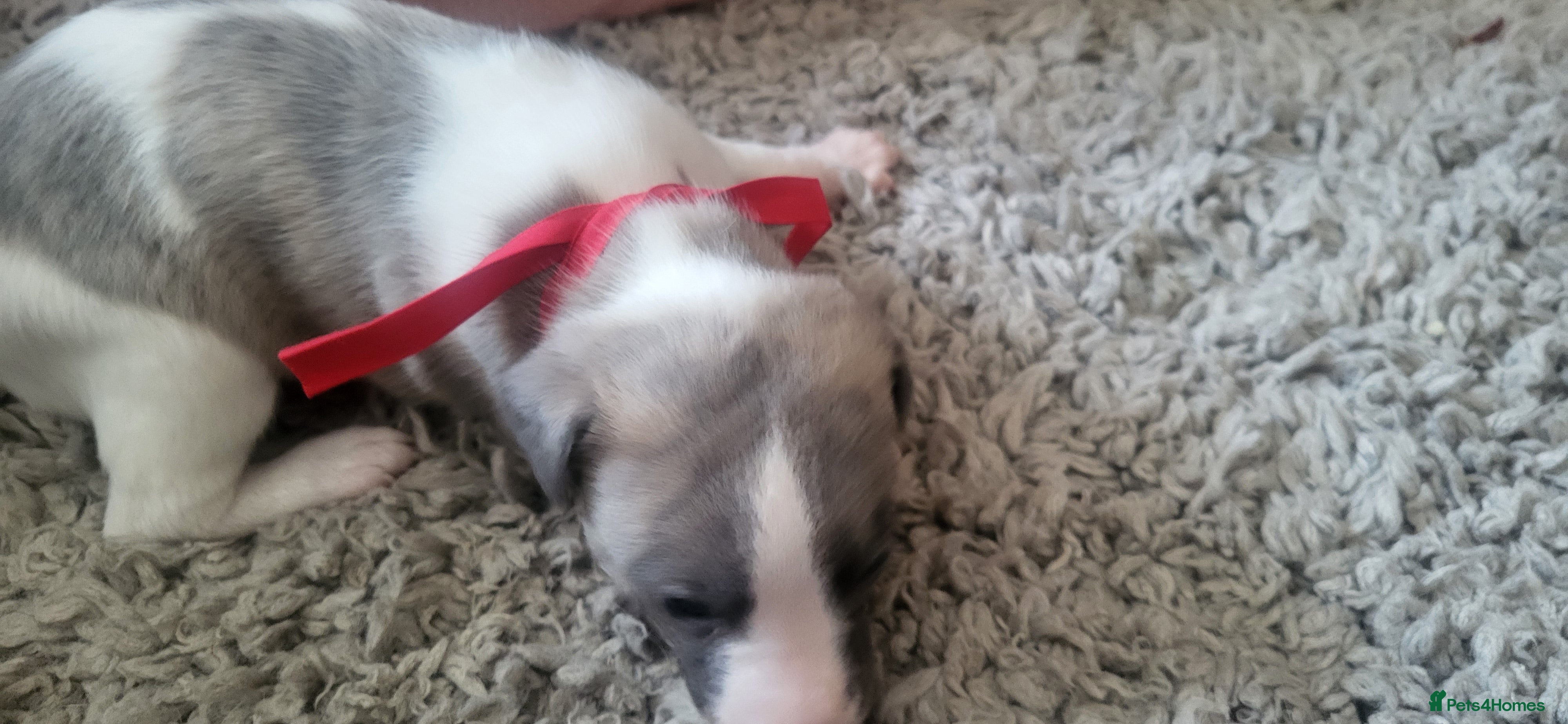 Whippet dogs Whippet puppies pure mix blue litter - Advert 1