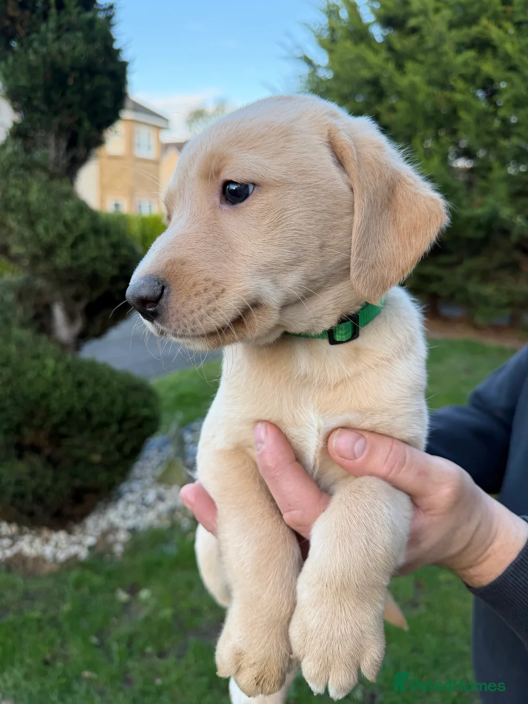 Labrador Retriever dogs for sale: Labrador Retriever Pups  - Advert 15