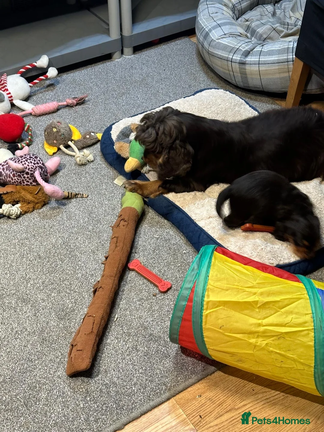Cocker Spaniel dogs for sale: 2 Handsome Choc+tan and Gold boys - Advert 20