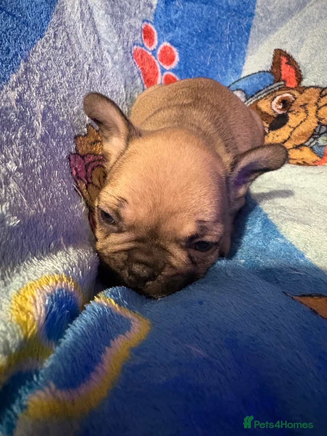 French Bulldog dogs for sale: French Bulldog Puppies - Advert 32