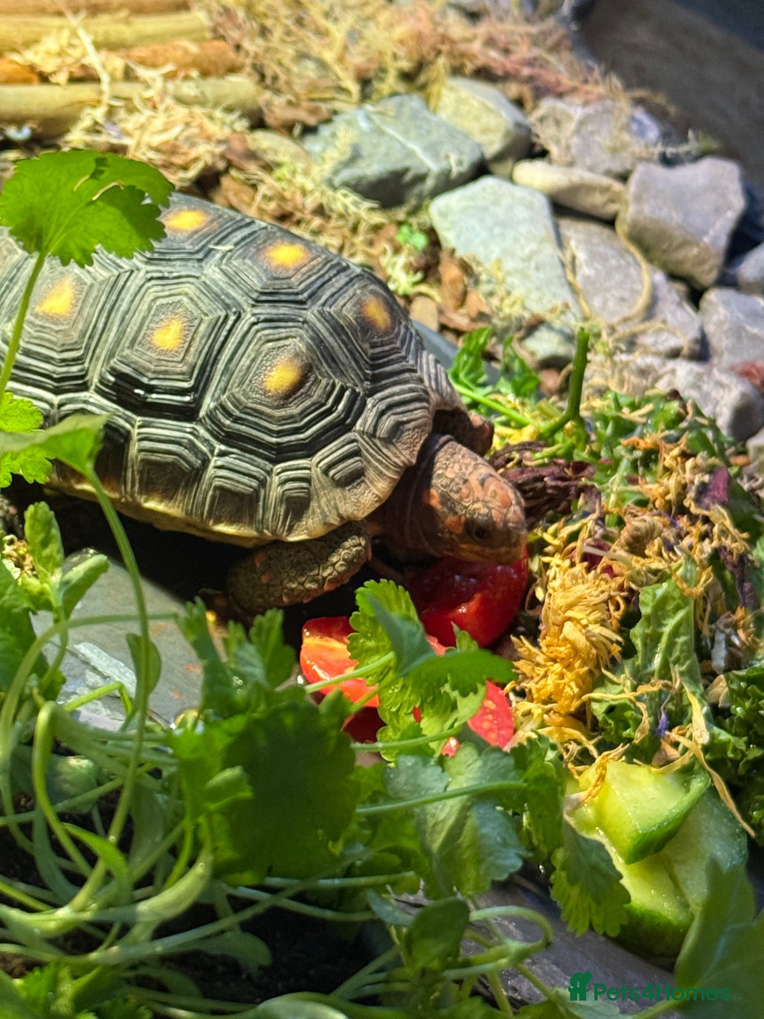 Tortoise reptiles for sale: Red foot tortoise  in Saint Leonards-on-sea - Advert 20