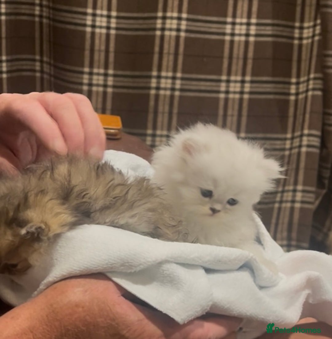 Persian cats for sale: persian chinchilla kittens  - Image 11
