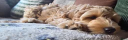 Australian Labradoodle dogs for sale: READY NOW! Therapy Aus x Irish dood multi gen mix  - Advert 3
