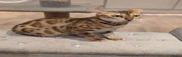 Bengal cats for sale: Beautiful Retired Female Bengal - Advert 10