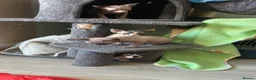 Sphynx cats for sale: Kittens are looking for new homes. - Advert 20
