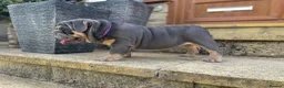 English Bulldog dogs for sale: English bulldogs blue tan fully suited boy & girl - Advert 16