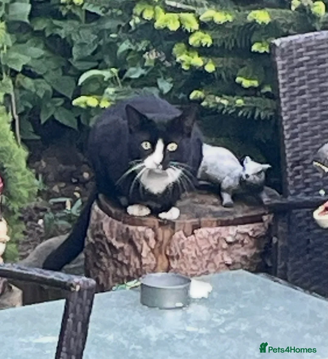 Mixed Breed cats for sale: 5 adorable kittens for sale! - Advert 3