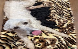 Bernedoodle dogs for sale: Bernedoodle puppies  - Image 18