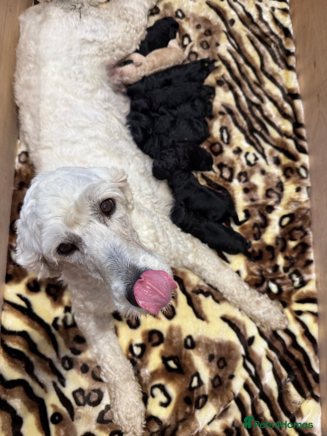 Bernedoodle dogs for sale: Bernedoodle puppies  - Image 18