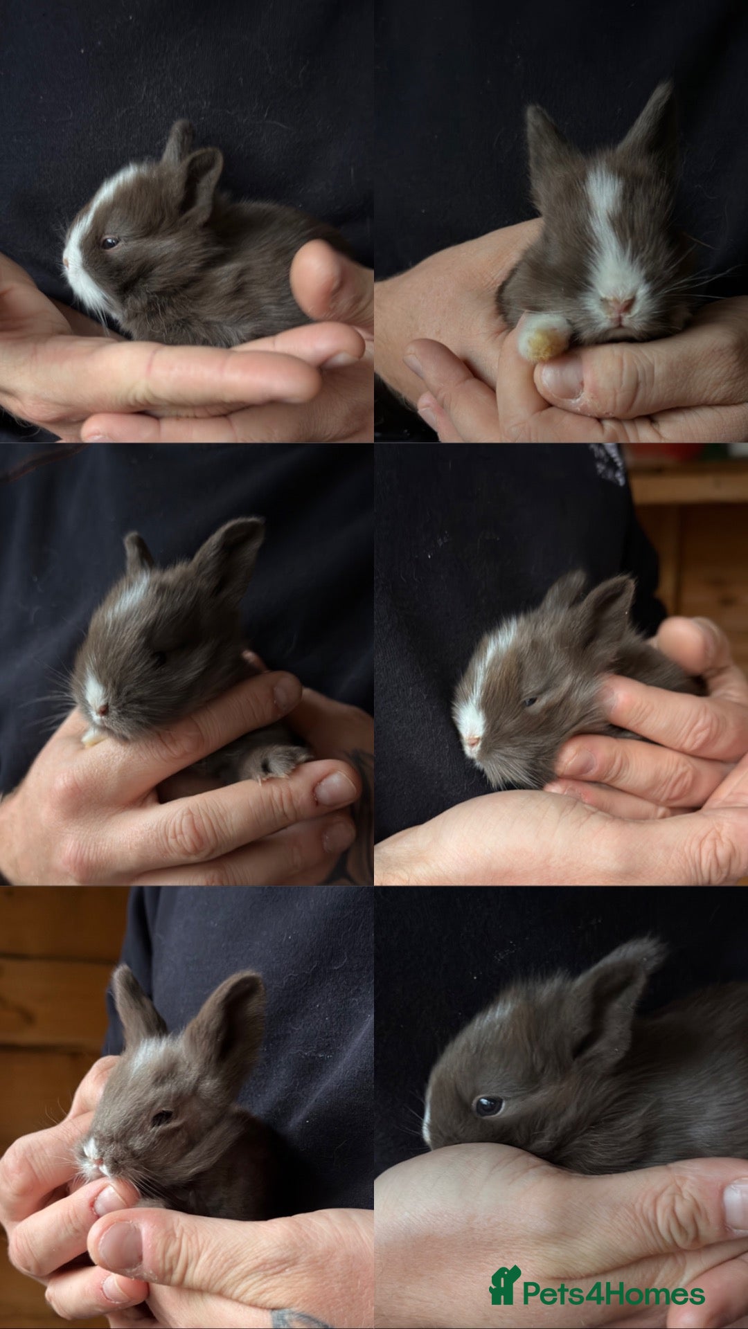 Mixed Breed rabbits for sale: 7 Gorgeous Lionhead Mix Baby Rabbits - Advert 1