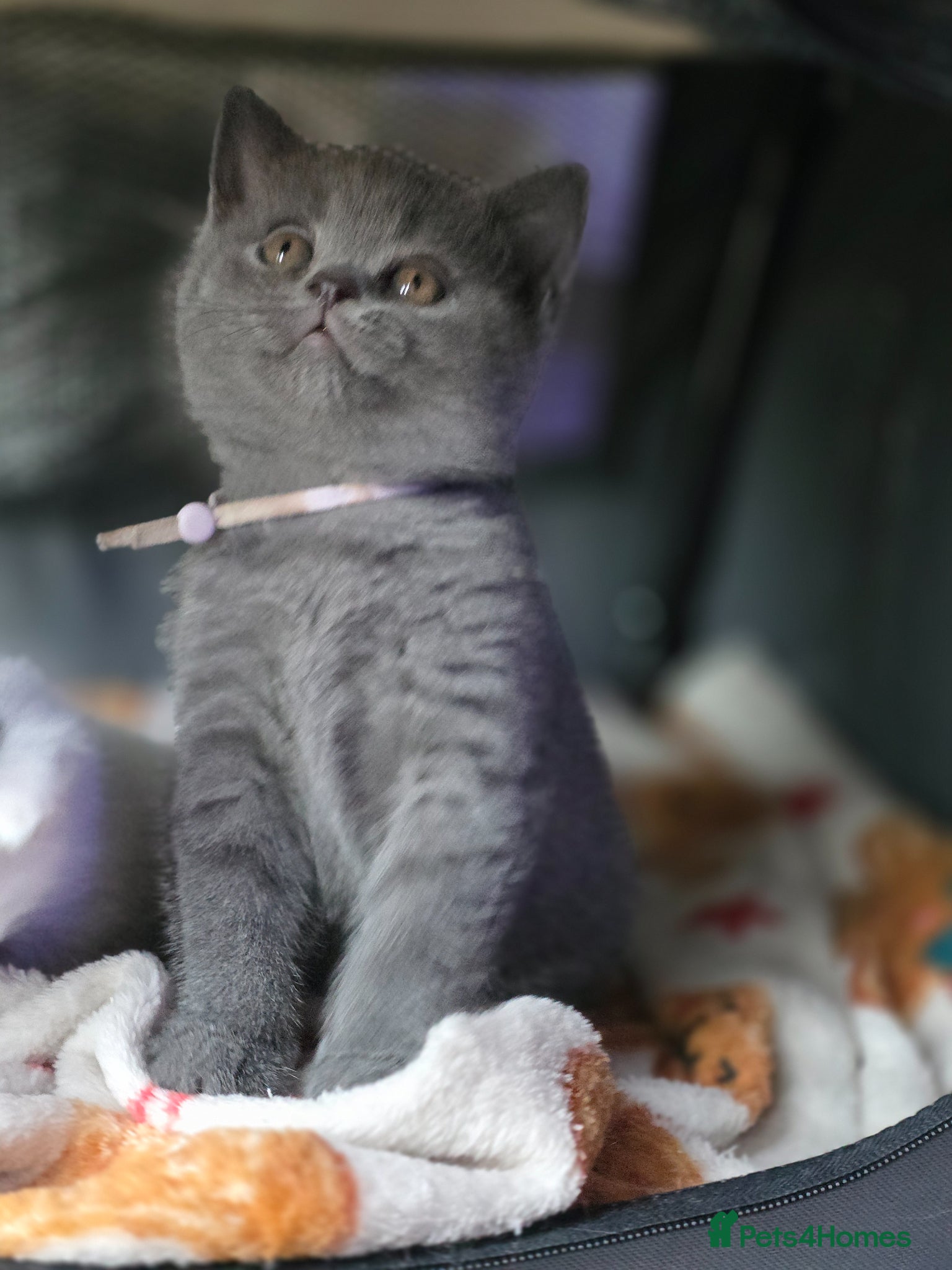 British Shorthair cats  Adorable British Shorthair Kittens - Advert 3