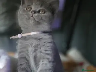 British Shorthair cats Adorable British Shorthair Kittens - Advert 3